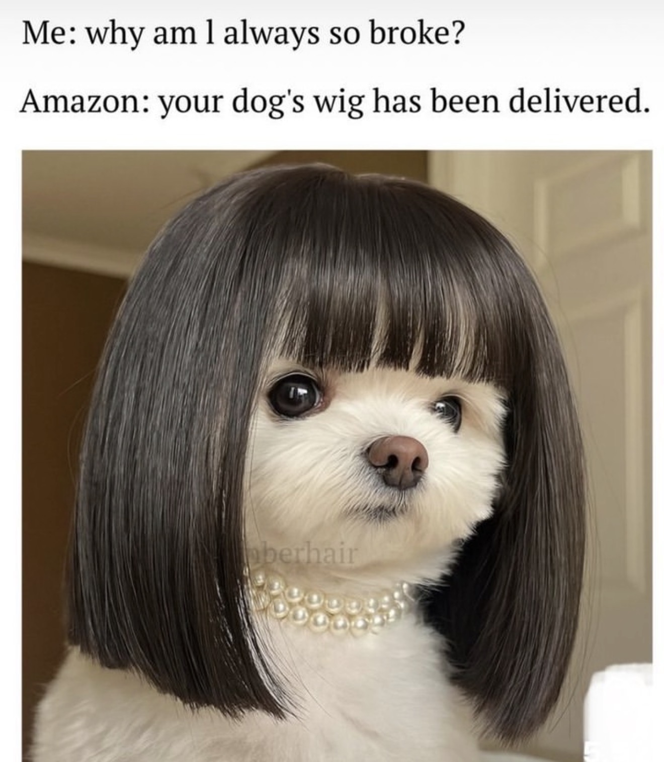 Amazon dog wig