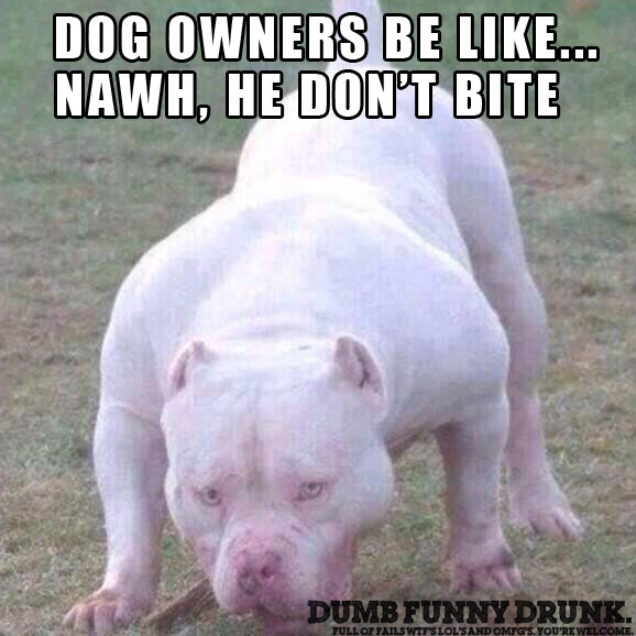 Dog Owner Be LIke…