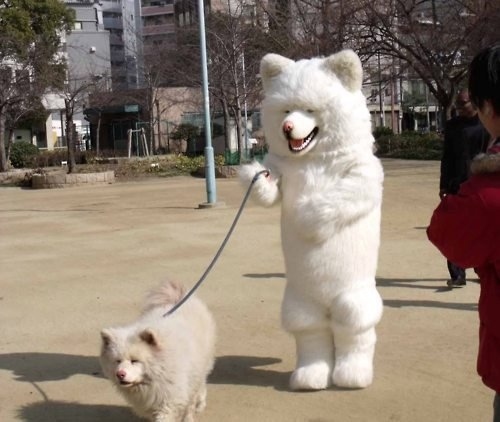 Dog Walking Dog Photo