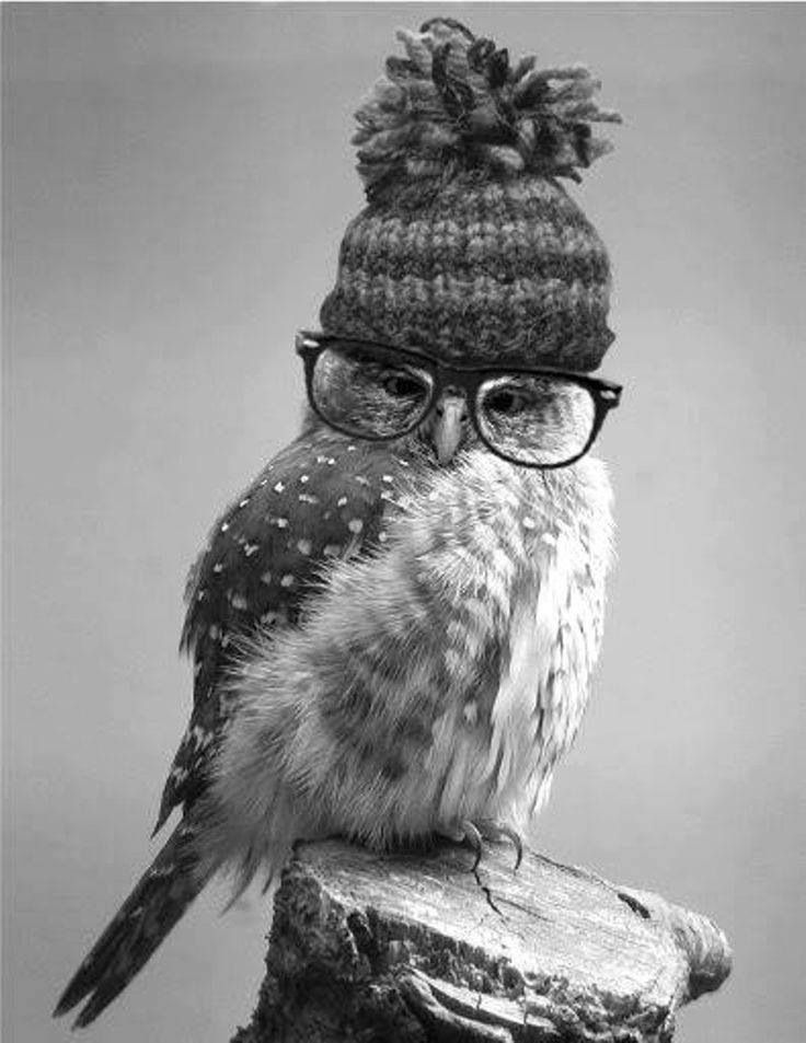 Ultimate Hipster